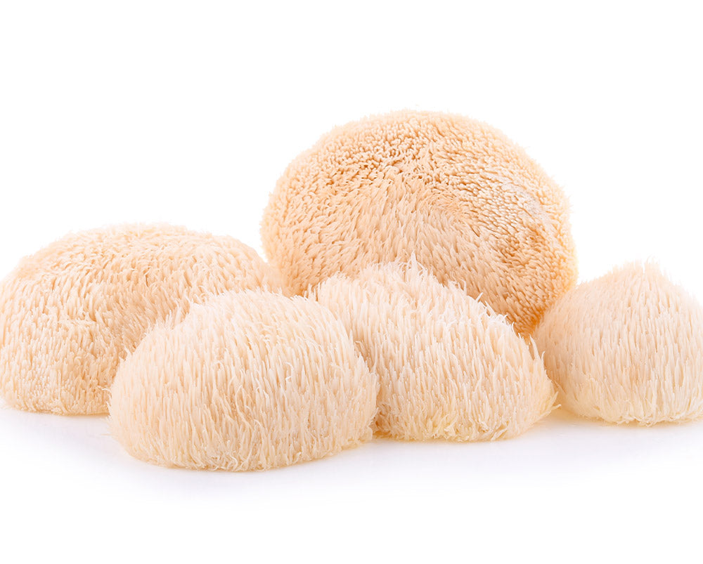 lions-mane-uk-mushroom-white-background