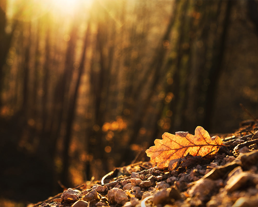 Autumn and Seasonal Affective Disorder: Understanding SAD